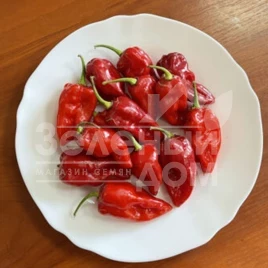 Семена горького перца 9020 F1 / 9020 F1, 60 дней купить оптом и в розницу в Украине по выгодной цене