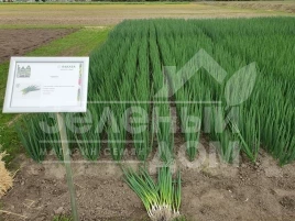 Лук на перо Йода F1 / Yoda F1 купить оптом и в розницу в Украине по выгодной цене