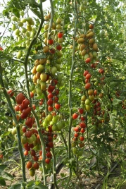 Семена томатов Тути-Фрути F1 / Tutti-Frutti F1,65-70 дней купить оптом и в розницу в Украине по выгодной цене