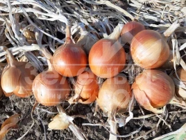 Лук репчатый Отаман F1 / Otaman F1, 105-110 дней купить оптом и в розницу в Украине по выгодной цене