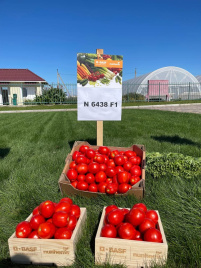 Насіння томатів Н6438 F1 / N6438 F1 купити оптом і в роздріб в Україні за вигідною ціною