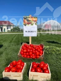 Насіння томату Н6438 F1 / N6438 F1 купити оптом і в роздріб в Україні за вигідною ціною