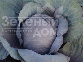 Насіння капусти червоноголової Поурова-червона / Pourova-red купити оптом і в роздріб в Україні за вигідною ціною