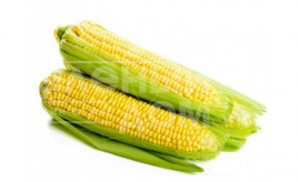 Насіння кукурудзи Барон F1 / Baron F1,63-65 днів купити оптом і в роздріб в Україні за вигідною ціною