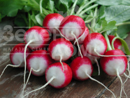 Насіння редису Полонеза / Poloneza,29-33 дні купити оптом і в роздріб в Україні за вигідною ціною
