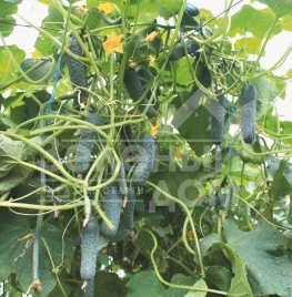 Семена огурцов Седрик F1 / Cedrik F1,40-45 дней купить оптом и в розницу в Украине по выгодной цене