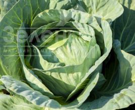 Насіння капусти білокачанної Лібератор F1 / Liberator F1,120-125 днів купити оптом і в роздріб в Україні за вигідною ціною