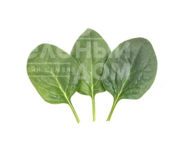 Семена шпината Паркер F1 / Parker F1 купить оптом и в розницу в Украине по выгодной цене