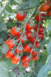 Насіння томатів Валдо F1 / Valdo F1,105-115 днів купити оптом і в роздріб в Україні за вигідною ціною