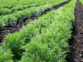 Насіння кропу Грін Слівз / Green Sleeves купити оптом і в роздріб в Україні за вигідною ціною