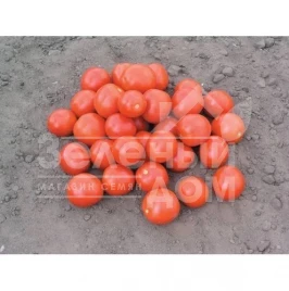 Семена томатов Дональд F1 / Donald F1,95-100 дней купить оптом и в розницу в Украине по выгодной цене