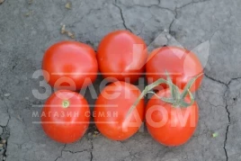 Семена томатов Грандо F1 / Grando F1,95 дней купить оптом и в розницу в Украине по выгодной цене