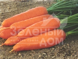 Семена моркови Корина / Korina,127-132 дня купить оптом и в розницу в Украине по выгодной цене