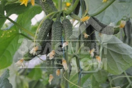 Семена огурцов Бафра F1 (ЕЗ 18/01) / Bafra F1 (EZ 18/01), 33-38 дней купить оптом и в розницу в Украине по выгодной цене