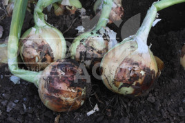 Цибуля ріпчаста Венера F1 / Venera F1, 275-280 днів купити оптом і в роздріб в Україні за вигідною ціною