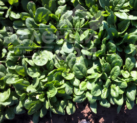 Насіння шпинату Юкон F1 / Yukon F1 купити оптом і в роздріб в Україні за вигідною ціною