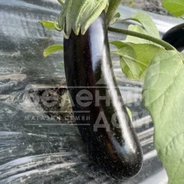 Семена баклажана Мила F1 / Mila F1, 60 дней купить оптом и в розницу в Украине по выгодной цене