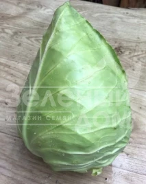 Семена капусты белокочанной Агро F1 / Agro F1,55-60  дней купить оптом и в розницу в Украине по выгодной цене