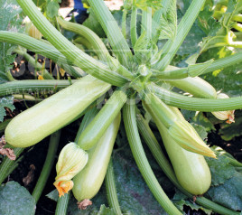 Насіння кабачків Ангеліна F1 / Anhelina F1,39-43 дні купити оптом і в роздріб в Україні за вигідною ціною