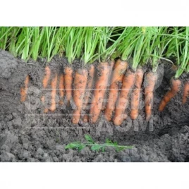 Семена моркови Карибу F1 / Caribu F1,110-115 дней купить оптом и в розницу в Украине по выгодной цене