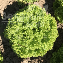 Насіння салату Лозано / Lozano купити оптом і в роздріб в Україні за вигідною ціною