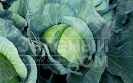 Семена капусты белокочанной Тайсон F1 / Tayson F1, 105-110 дней купить оптом и в розницу в Украине по выгодной цене