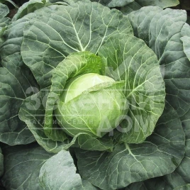 Семена капусты белокочанной Парел F1 / Parel F1,48-50 дней купить оптом и в розницу в Украине по выгодной цене