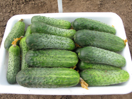 Насіння огірків Кріспіна F1 / Crispina F1,38-40 днів купити оптом і в роздріб в Україні за вигідною ціною