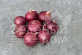 Лук репчатый Ред Булл F1 / Red Bull F1,115-120 дней купить оптом и в розницу в Украине по выгодной цене