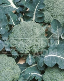 Семена капусты брокколи Белстар F1 / Belstar F1,73-75 дней купить оптом и в розницу в Украине по выгодной цене