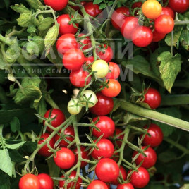 Насіння томатів Міні F1 / Mini F1,105-115 днів купити оптом і в роздріб в Україні за вигідною ціною