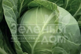 Семена капусты белокочанной Миррор F1 / Mirror F1,47 - 50 дней купить оптом и в розницу в Украине по выгодной цене