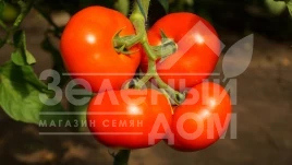Семена томатов Оазис F1 / Oazis F1,67-70 дней купить оптом и в розницу в Украине по выгодной цене