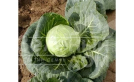 Семена капусты белокочанной Кандиша F1 / Kandisha F1 купить оптом и в розницу в Украине по выгодной цене