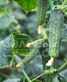 Семена огурцов Страж(314) F1 / Strazh(314) F1,32-35 дней купить оптом и в розницу в Украине по выгодной цене