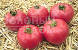 Насіння томатів Тарпан F1 / Tarpan F1,98-105 днів купити оптом і в роздріб в Україні за вигідною ціною