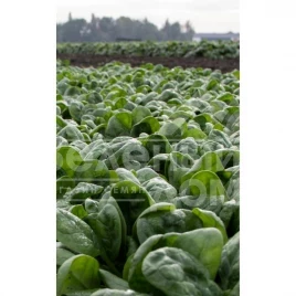 Семена шпината Санта Круз F1 / Santa Cruz F1 купить оптом и в розницу в Украине по выгодной цене