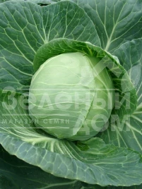 Семена капусты белокочанной Лема F1 / Lemma F1,48-52 дня купить оптом и в розницу в Украине по выгодной цене