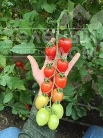 Семена томатов Самори F1 / Samori F1, 65-70 дней купить оптом и в розницу в Украине по выгодной цене