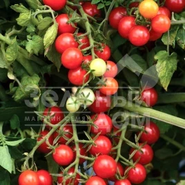 Семена томатов Мини F1 / Mini F1,105-115 дней купить оптом и в розницу в Украине по выгодной цене
