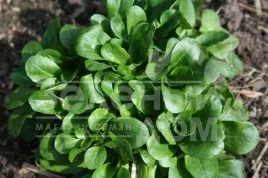 Семена салата Сирила / Cirilla купить оптом и в розницу в Украине по выгодной цене
