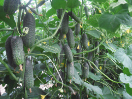 Насіння огірків Директор F1 / Director F1,43-45 днів купити оптом і в роздріб в Україні за вигідною ціною