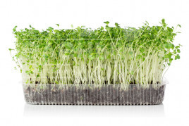 Насіння мікрогрін Мікрогрін Мізуна зелена / Microgreen Mizuna green купити оптом і в роздріб в Україні за вигідною ціною