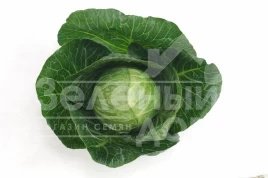 Семена капусты белокочанной Аннэлиза F1 / Annelisa F1,65-70 дней купить оптом и в розницу в Украине по выгодной цене