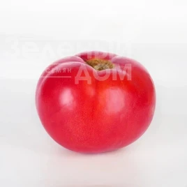 Семена томатов Барселона F1 / Barselona F1,65-70 дней  купить оптом и в розницу в Украине по выгодной цене