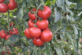 Насіння томатів Абелус F1 / Abellus F1,105-110 днів купити оптом і в роздріб в Україні за вигідною ціною