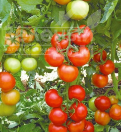 Насіння томатів Анталія F1 / Antalia F1,95-100 днів купити оптом і в роздріб в Україні за вигідною ціною