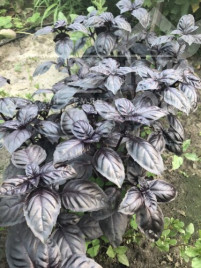 Насіння базиліка Віолет Кінг / Violet King купити оптом і в роздріб в Україні за вигідною ціною