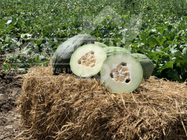 Насіння дині Ареналес F1 / Arenales F1,90-95 днів купити оптом і в роздріб в Україні за вигідною ціною