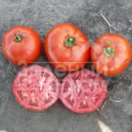 Семена томатов 1504 F1 / 1504 F1,110 дней купить оптом и в розницу в Украине по выгодной цене